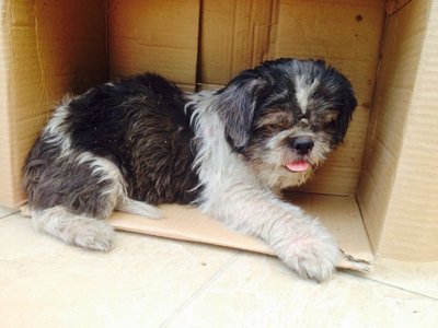 N/a - Shih Tzu Dog