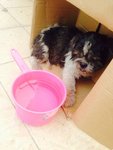 N/a - Shih Tzu Dog