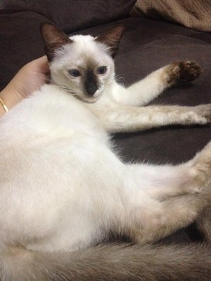 Momot - Siamese + Domestic Medium Hair Cat