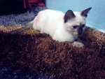 Momot - Siamese + Domestic Medium Hair Cat