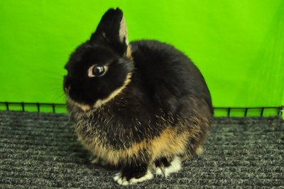 Netherland Dwarf - Black Otter Dop - Netherland Dwarf Rabbit