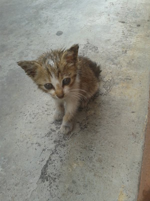 Stray - Abyssinian Cat