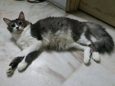 Bubu - Maine Coon + Persian Cat