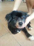 Blackie - Mixed Breed Dog