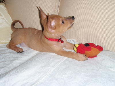 Benjy - Mixed Breed Dog