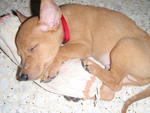 I sleep better with my bolster...zzzz...zzz