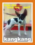 Kang Kang - Mixed Breed Dog