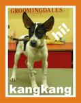Kang Kang - Mixed Breed Dog
