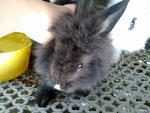 Baby Rabbit Anggora Mix Lionhead - Lionhead + Angora Rabbit Rabbit