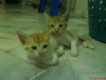 NING (adopted) & MESSI (adopted) : How cute!