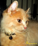 Brennos - American Curl Cat