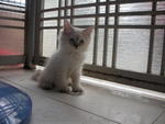 Mixed Persian + Siamese [Sold] - Persian + Siamese Cat