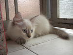 Mixed Persian + Siamese [Sold] - Persian + Siamese Cat