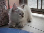 Mixed Persian + Siamese [Sold] - Persian + Siamese Cat