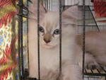 Mixed Persian + Siamese [Sold] - Persian + Siamese Cat