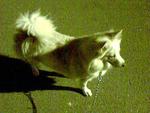  Rossy - Spitz Dog