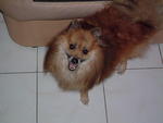 Flow - Pomeranian + Spitz Dog