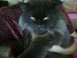 Blacky - Persian Cat