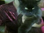 Blacky - Persian Cat