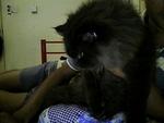 Blacky - Persian Cat