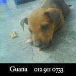 Guana - Mixed Breed Dog