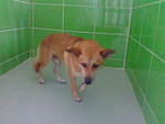 Chubby - Mixed Breed Dog