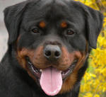 Hakim Vom Calibra - Rottweiler Dog