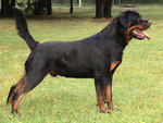 Hakim Vom Calibra - Rottweiler Dog