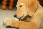 Cash - Golden Retriever Dog