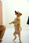Cash - Golden Retriever Dog