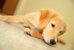 Cash - Golden Retriever Dog