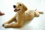 Cash - Golden Retriever Dog