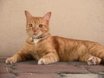 Tigger - Domestic Short Hair Cat