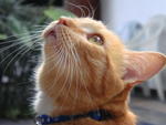 Tigger - Domestic Short Hair Cat