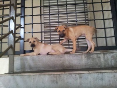 2 Female Pups - Mixed Breed Dog