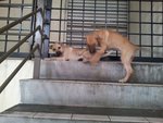 2 Female Pups - Mixed Breed Dog