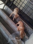 2 Female Pups - Mixed Breed Dog