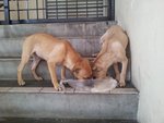 2 Female Pups - Mixed Breed Dog