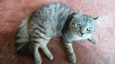 Tegar - American Curl + Persian Cat