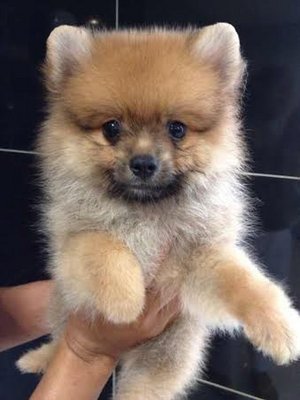 Pomeranian  - Pomeranian Dog