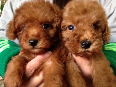 Toy Poodle - Poodle Dog