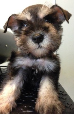 Miniature Schnauzer - Schnauzer Dog