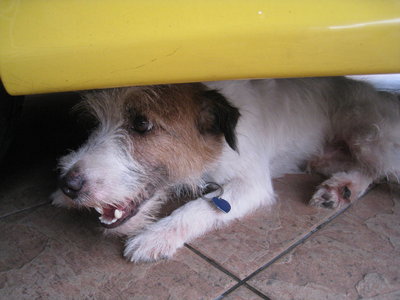 Happy - Jack Russell Terrier Dog