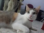 Mamak (Please Read Description) - Domestic Short Hair Cat