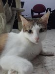 Mamak (Please Read Description) - Domestic Short Hair Cat