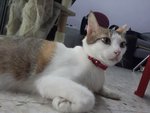 Mamak (Please Read Description) - Domestic Short Hair Cat