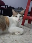 Mamak (Please Read Description) - Domestic Short Hair Cat