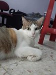 Mamak (Please Read Description) - Domestic Short Hair Cat