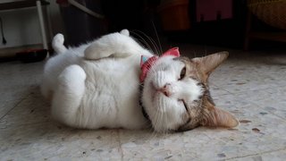 Mamak (Please Read Description) - Domestic Short Hair Cat