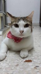 Mamak (Please Read Description) - Domestic Short Hair Cat